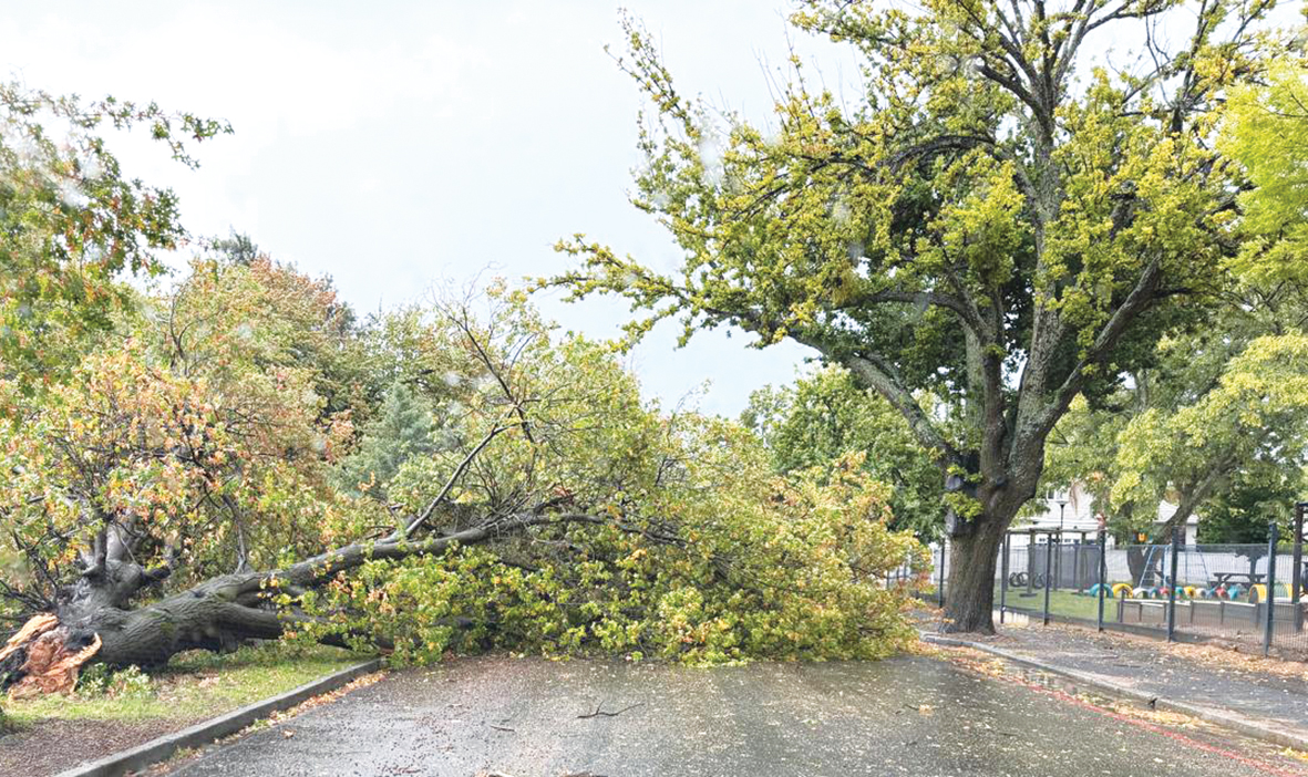 Storm ontwortel bome op Ceres